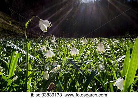 "Spring Snowflakes (Leucojum vernum) in the forest, Lautertal, Ehingen, Baden Wurttemberg, Germany, Europe" View Large Photo Image Stock Image - "Spring Snowflakes (Leucojum vernum) in the forest, Lautertal, Ehingen, Baden Wurttemberg, Germany, Europe". Fotosearch