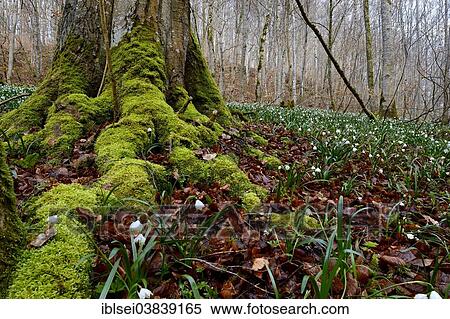 "Spring Snowflakes (Leucojum vernum) in the forest, Lautertal, Ehingen, Baden Wurttemberg, Germany, Europe" View Large Photo Image Stock Photography - "Spring Snowflakes (Leucojum vernum) in the forest, Lautertal, Ehingen, Baden Wurttemberg, Germany, Europe". Fotosearch