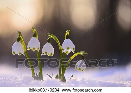"Spring Snowflakes (Leucojum vernum) growing through the snow, in the evening light, Saxony, Germany, Europe" View Large Photo Image Picture - "Spring Snowflakes (Leucojum vernum) growing through the snow, in the evening light, Saxony, Germany, Europe". Fotosearch
