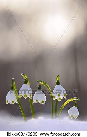 "Spring Snowflakes (Leucojum vernum) growing through the snow, Saxony, Germany, Europe" View Large Photo Image Stock Image - "Spring Snowflakes (Leucojum vernum) growing through the snow, Saxony, Germany, Europe". Fotosearch