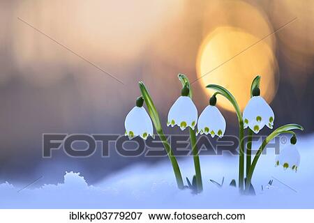 "Spring Snowflakes (Leucojum vernum) growing through the snow, at sunset, Saxony, Germany, Europe" View Large Photo Image Stock Photo - "Spring Snowflakes (Leucojum vernum) growing through the snow, at sunset, Saxony, Germany, Europe". Fotosearch