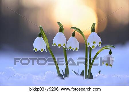 Stock Photograph - "Spring Snowflakes (Leucojum vernum) growing through the snow, in the evening light, Saxony, Germany, Europe". Fotosearch