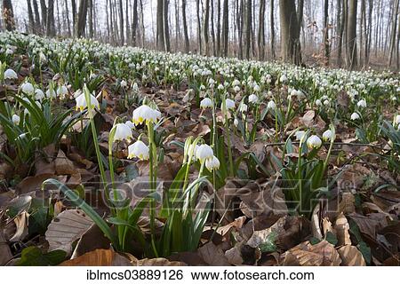 "Spring Snowflakes (Leucojum vernum), Lower Saxony, Germany, Europe" View Large Photo Image Stock Photograph - "Spring Snowflakes (Leucojum vernum), Lower Saxony, Germany, Europe". Fotosearch