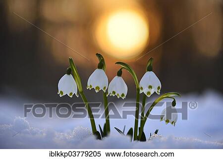 Stock Photography - "Spring Snowflakes (Leucojum vernum) growing through the snow, at sunset, Saxony, Germany, Europe". Fotosearch