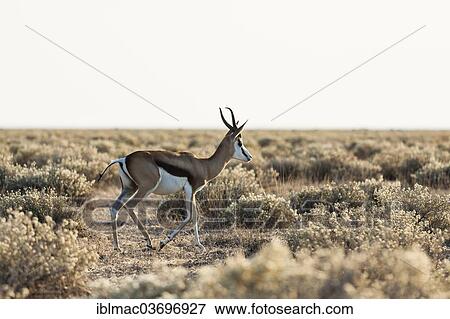 "Springbok (Antidorcas marsupialis) in the savannah, Etosha National Park, Namibia, Africa" View Large Photo Image Stock Photo - "Springbok (Antidorcas marsupialis) in the savannah, Etosha National Park, Namibia, Africa". Fotosearch