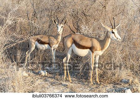 "Springbok (Antidorcas marsupialis), two females standing in front of a thorny thicket, Etosha National Park, Namibia, Africa" View Large Photo Image Picture - "Springbok (Antidorcas marsupialis), two females standing in front of a thorny thicket, Etosha National Park, Namibia, Africa". Fotosearch