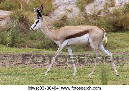 "Springbok (Antidorcas marsupialis), Damaraland, Kunene Region, Namibia, Africa" View Large Photo Image Picture - "Springbok (Antidorcas marsupialis), Damaraland, Kunene Region, Namibia, Africa". Fotosearch