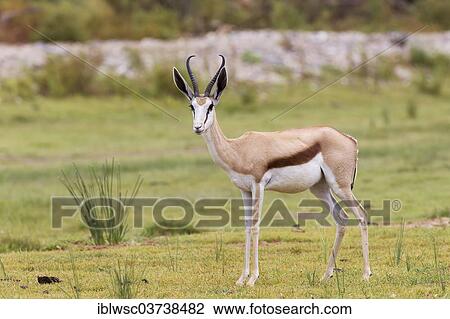 Stock Image - "Springbok (Antidorcas marsupialis), Damaraland, Kunene Region, Namibia, Africa". Fotosearch