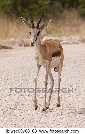 "Springbok (Antidorcas marsupialis), Etosha-Nationalpark, Namutoni, Namibia, Africa" View Large Photo Image Stock Image - "Springbok (Antidorcas marsupialis), Etosha-Nationalpark, Namutoni, Namibia, Africa". Fotosearch