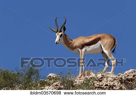 "Springbok (Antidorcas marsupialis), Kgalagadi Transfrontier Park, Nossob" View Large Photo Image Stock Photo - "Springbok (Antidorcas marsupialis), Kgalagadi Transfrontier Park, Nossob". Fotosearch