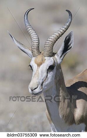 "Springbok (Antidorcas marsupialis), Kgalagadi Transfrontier Park, South Africa, Africa" View Large Photo Image Stock Photo - "Springbok (Antidorcas marsupialis), Kgalagadi Transfrontier Park, South Africa, Africa". Fotosearch
