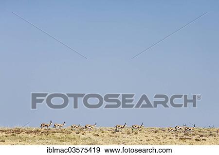 "Springbok (Antidorcas marsupialis), herd in the savannah, Etosha National Park, Namibia, Africa" View Large Photo Image Stock Photo - "Springbok (Antidorcas marsupialis), herd in the savannah, Etosha National Park, Namibia, Africa". Fotosearch