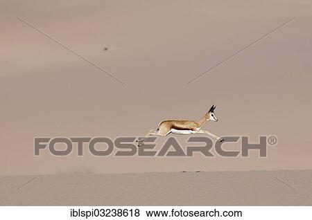 "Springbok (Antidorcas marsupialis) running on sand dune, Skeleton Coast National Park, Kunene Region, Namibia, Africa" View Large Photo Image Stock Photo - "Springbok (Antidorcas marsupialis) running on sand dune, Skeleton Coast National Park, Kunene Region, Namibia, Africa". Fotosearch