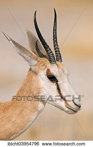 "Springbok (Antidorcas marsupialis), Etosha National Park, Namibia, Africa" View Large Photo Image Stock Photograph - "Springbok (Antidorcas marsupialis), Etosha National Park, Namibia, Africa". Fotosearch
