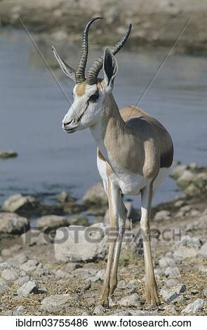 "Springbok (Antidorcas marsupialis), Kgalagadi Transfrontier Park, South Africa, Africa" View Large Photo Image Stock Photograph - "Springbok (Antidorcas marsupialis), Kgalagadi Transfrontier Park, South Africa, Africa". Fotosearch