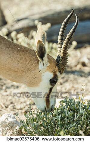 Stock Photograph - "Springbok (Antidorcas marsupialis), grazing, Etosha National Park, Namibia, Africa". Fotosearch