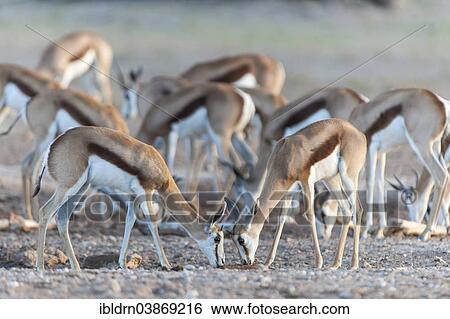 "Springboks (Antidorcas marsupialis) at a waterhole, Kgalagadi Transfrontier Park, Northern Cape, South Africa, Africa" View Large Photo Image Stock Photograph - "Springboks (Antidorcas marsupialis) at a waterhole, Kgalagadi Transfrontier Park, Northern Cape, South Africa, Africa". Fotosearch
