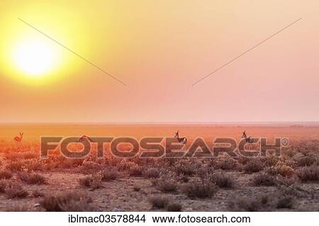 "Springboks (Antidorcas marsupialis) with sunrise, Etosha National Park, Namibia, Africa" View Large Photo Image Picture - "Springboks (Antidorcas marsupialis) with sunrise, Etosha National Park, Namibia, Africa". Fotosearch