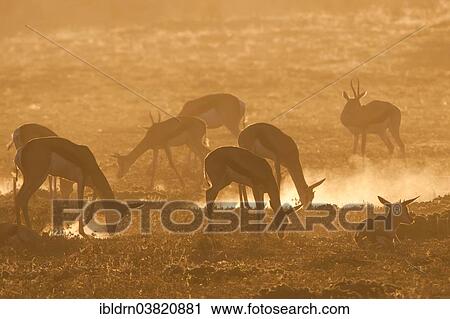 "Springboks (Antidorcas marsupialis), Kgalagadi Transfrontier Park, Northern Cape, South Africa, Africa" View Large Photo Image Stock Image - "Springboks (Antidorcas marsupialis), Kgalagadi Transfrontier Park, Northern Cape, South Africa, Africa". Fotosearch