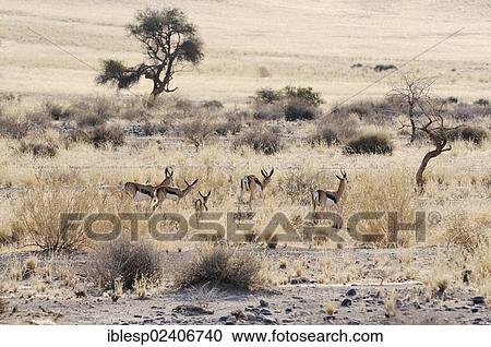 "Springboks (Antidorcas marsupialis) with young, Hammerstein, Namibia, Africa" View Large Photo Image Stock Image - "Springboks (Antidorcas marsupialis) with young, Hammerstein, Namibia, Africa". Fotosearch