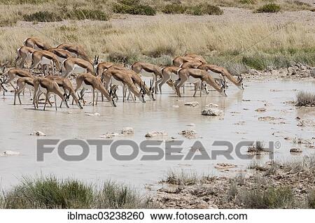 "Springboks (Antidorcas marsupialis), drinking, Etosha National Park, Namibia, Africa" View Large Photo Image Stock Image - "Springboks (Antidorcas marsupialis), drinking, Etosha National Park, Namibia, Africa". Fotosearch