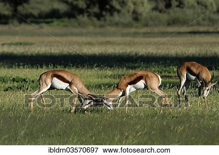 "Springboks (Antidorcas marsupialis), fighting, Kgalagadi Transfrontier Park, Nossob" View Large Photo Image Stock Photo - "Springboks (Antidorcas marsupialis), fighting, Kgalagadi Transfrontier Park, Nossob". Fotosearch