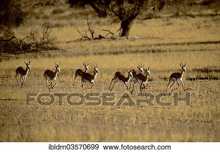 Stock Photo - "Springboks (Antidorcas marsupialis), Kgalagadi Transfrontier Park, Nossob". Fotosearch