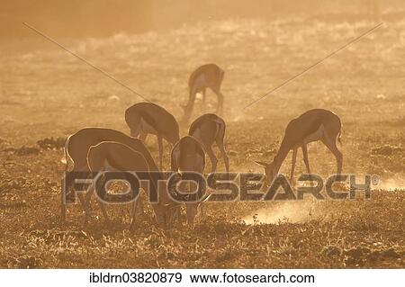 "Springboks (Antidorcas marsupialis), Kgalagadi Transfrontier Park, Northern Cape, South Africa, Africa" View Large Photo Image Stock Photo - "Springboks (Antidorcas marsupialis), Kgalagadi Transfrontier Park, Northern Cape, South Africa, Africa". Fotosearch