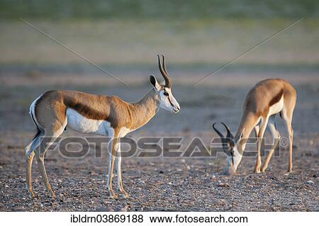 "Springboks (Antidorcas marsupialis), Kgalagadi Transfrontier Park, Northern Cape, South Africa, Africa" View Large Photo Image Stock Photo - "Springboks (Antidorcas marsupialis), Kgalagadi Transfrontier Park, Northern Cape, South Africa, Africa". Fotosearch