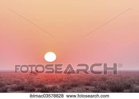 "Springboks (Antidorcas marsupialis) with sunrise, Etosha National Park, Namibia, Africa" View Large Photo Image Stock Photo - "Springboks (Antidorcas marsupialis) with sunrise, Etosha National Park, Namibia, Africa". Fotosearch