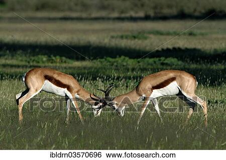 "Springboks (Antidorcas marsupialis), fighting, Kgalagadi Transfrontier Park, Nossob" View Large Photo Image Stock Photograph - "Springboks (Antidorcas marsupialis), fighting, Kgalagadi Transfrontier Park, Nossob". Fotosearch