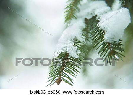 Spruce branch covered with snow View Large Photo Image Stock Image - Spruce branch covered with snow. Fotosearch