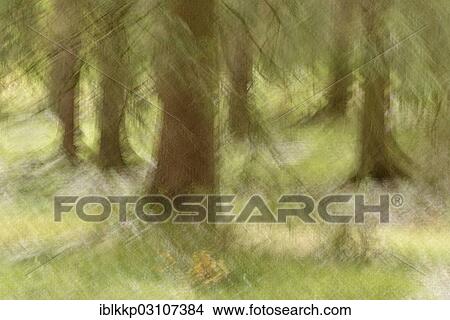 "Spruce forest, abstract, Thale, Saxony-Anhalt, Germany, Europe" View Large Photo Image Picture - "Spruce forest, abstract, Thale, Saxony-Anhalt, Germany, Europe". Fotosearch