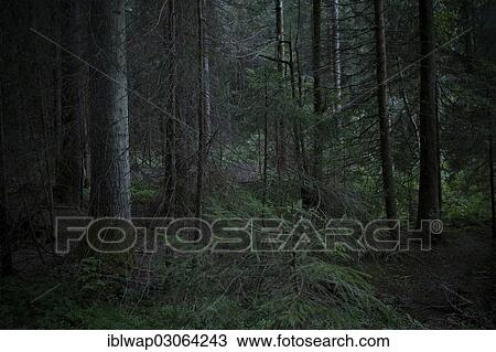 "Spruce forest, Schwarzwald, Baden-Wurttemberg, Germany, Europe" View Large Photo Image Stock Image - "Spruce forest, Schwarzwald, Baden-Wurttemberg, Germany, Europe". Fotosearch