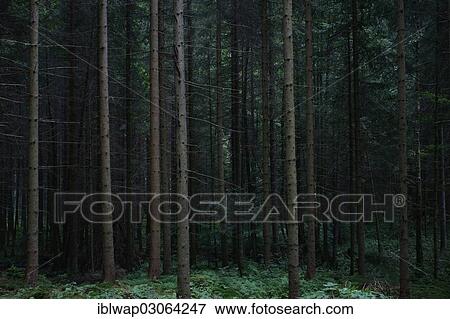 "Spruce forest, Schwarzwald, Baden-Wurttemberg, Germany, Europe" View Large Photo Image Stock Photo - "Spruce forest, Schwarzwald, Baden-Wurttemberg, Germany, Europe". Fotosearch
