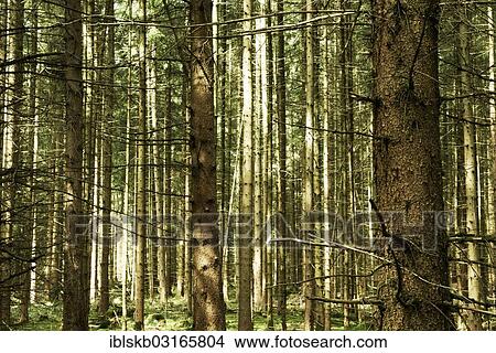 "Spruce forest, spruce trees (Picea abies), Starnberg, Gauting, Upper Bavaria, Bavaria, Germany, Europe" View Large Photo Image Picture - "Spruce forest, spruce trees (Picea abies), Starnberg, Gauting, Upper Bavaria, Bavaria, Germany, Europe". Fotosearch
