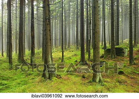 "Spruce forest with mossy boulders in the mist, Harz National Park, Saxony-Anhalt, Germany, Europe" View Large Photo Image Stock Image - "Spruce forest with mossy boulders in the mist, Harz National Park, Saxony-Anhalt, Germany, Europe". Fotosearch