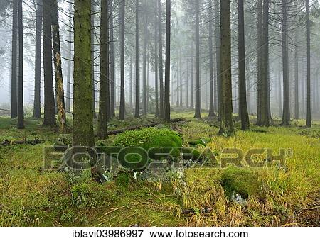 "Spruce forest with mossy boulders in the mist, Harz National Park, Saxony-Anhalt, Germany, Europe" View Large Photo Image Stock Photo - "Spruce forest with mossy boulders in the mist, Harz National Park, Saxony-Anhalt, Germany, Europe". Fotosearch