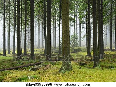 "Spruce forest with mossy boulders in the mist, Harz National Park, Saxony-Anhalt, Germany, Europe" View Large Photo Image Stock Photo - "Spruce forest with mossy boulders in the mist, Harz National Park, Saxony-Anhalt, Germany, Europe". Fotosearch