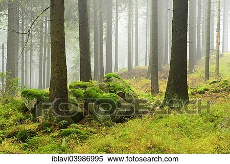 "Spruce forest with mossy boulders in the mist, Harz National Park, Saxony-Anhalt, Germany, Europe" View Large Photo Image Stock Photography - "Spruce forest with mossy boulders in the mist, Harz National Park, Saxony-Anhalt, Germany, Europe". Fotosearch