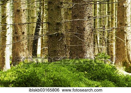 "Spruce forest with mossy hill at front, Starnberg, Gauting, Upper Bavaria, Bavaria, Germany, Europe" View Large Photo Image Stock Photograph - "Spruce forest with mossy hill at front, Starnberg, Gauting, Upper Bavaria, Bavaria, Germany, Europe". Fotosearch