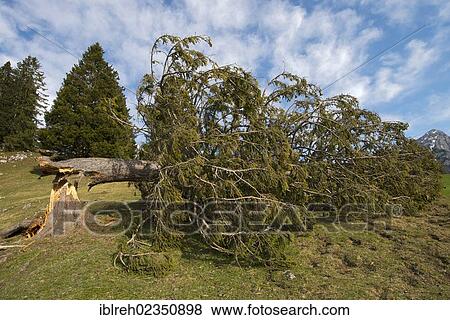 Stock Photo - "Spruce (Picea abies), knocked down under the weight of snow, Walder Alm alpine pasture, Gnadenwald, Tyrol, Austria, Europe". Fotosearch