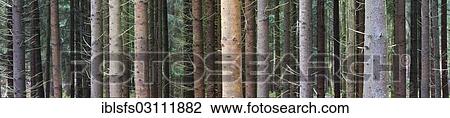 "Spruce (Pices abies) tree trunks, Westerwald, Solms, Lahn-Dill-Kreis, Hesse, Germany, Europe" View Large Photo Image Stock Image - "Spruce (Pices abies) tree trunks, Westerwald, Solms, Lahn-Dill-Kreis, Hesse, Germany, Europe". Fotosearch