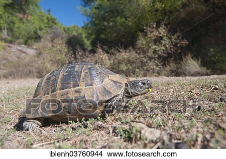 "Spur-thighed tortoise (Testudo graeca), Izmir Province, Aegean Region, Turkey, Asia" View Large Photo Image Picture - "Spur-thighed tortoise (Testudo graeca), Izmir Province, Aegean Region, Turkey, Asia". Fotosearch