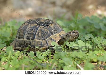 "Spur-thighed Tortoise (Testudo graeca), fully grown, between green leaves, Dalyan Delta, Dalyan, Lykien, Turkey, Asia" View Large Photo Image Stock Image - "Spur-thighed Tortoise (Testudo graeca), fully grown, between green leaves, Dalyan Delta, Dalyan, Lykien, Turkey, Asia". Fotosearch