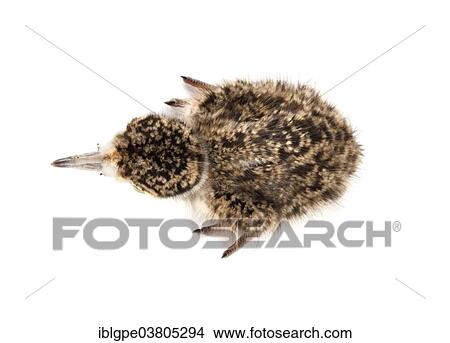 Spur-winged Lapwing or Spur-winged Plover (Vanellus spinosus) chick View Large Photo Image Picture - Spur-winged Lapwing or Spur-winged Plover (Vanellus spinosus) chick. Fotosearch