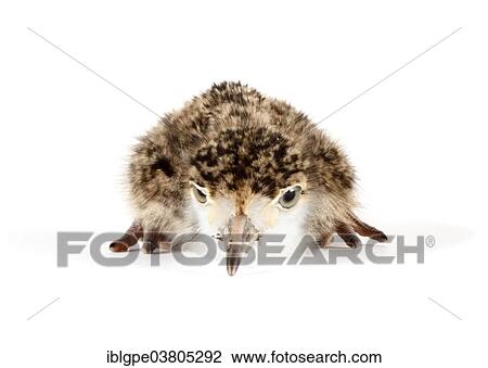 Spur-winged Lapwing or Spur-winged Plover (Vanellus spinosus) chick View Large Photo Image Stock Image - Spur-winged Lapwing or Spur-winged Plover (Vanellus spinosus) chick. Fotosearch