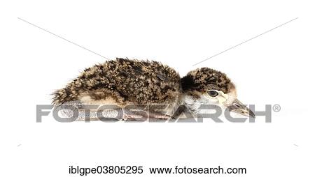 Spur-winged Lapwing or Spur-winged Plover (Vanellus spinosus) chick View Large Photo Image Stock Photography - Spur-winged Lapwing or Spur-winged Plover (Vanellus spinosus) chick. Fotosearch