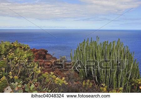 "Spurge (Euphorbia sp. ), La Palma, Canary Islands, Spain, Europe" View Large Photo Image Picture - "Spurge (Euphorbia sp. ), La Palma, Canary Islands, Spain, Europe". Fotosearch