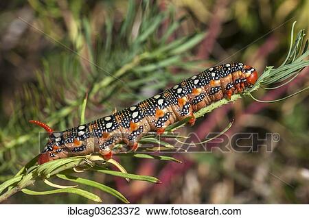 Stock Image - "Spurge Hawk-moth (Hyles euphorbiae), caterpillar feeding on its food plant, a Cypress Spurge (Euphorbia cyparissias), Hesse, Germany, Europe". Fotosearch